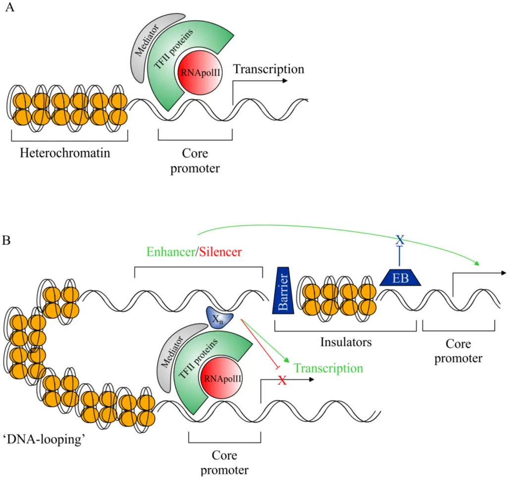 DNA silencer sequence region and eukaryotic transcriptional machinery

