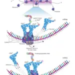 Gene Expression and Cell Specialization