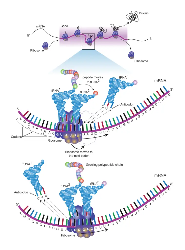 Gene Expression and Cell Specialization