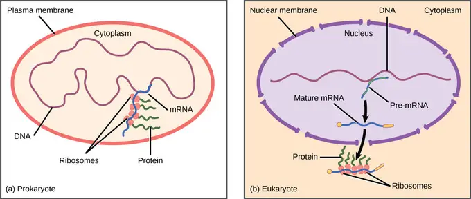 gene expression