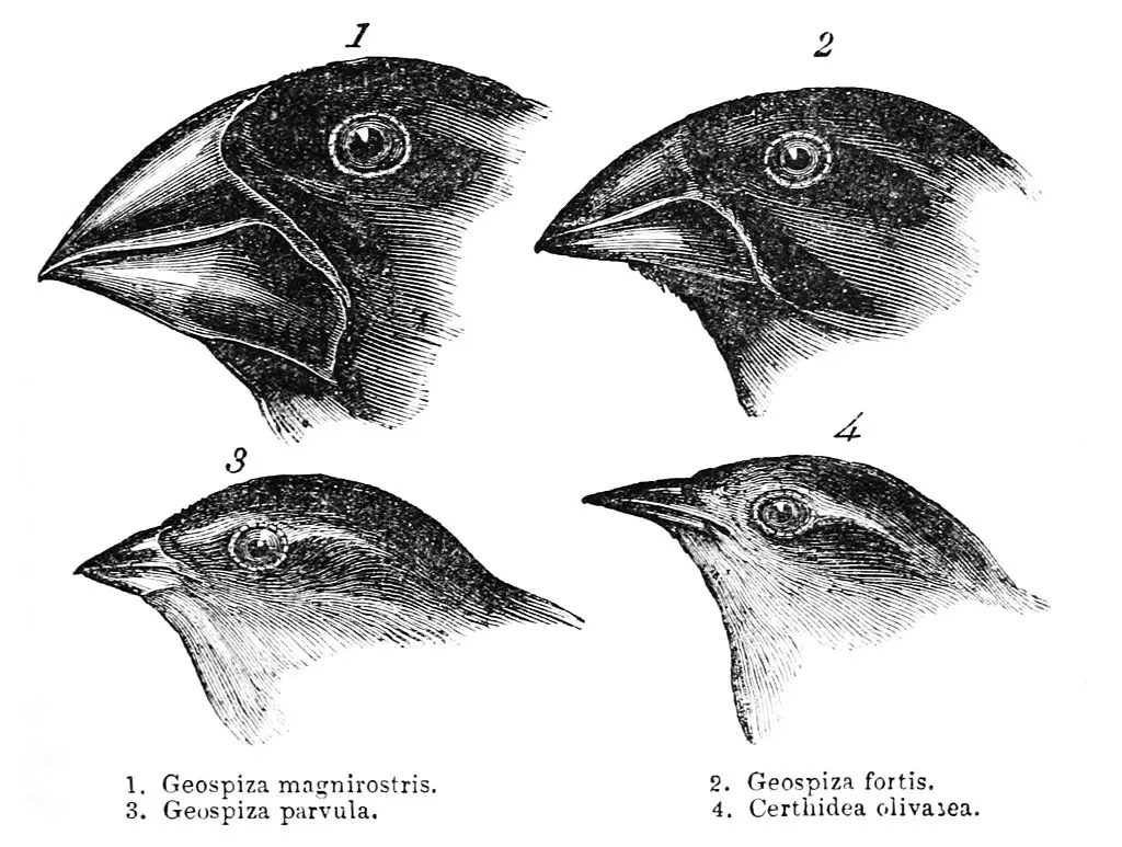 Darwin's finches or Galapagos finches. 