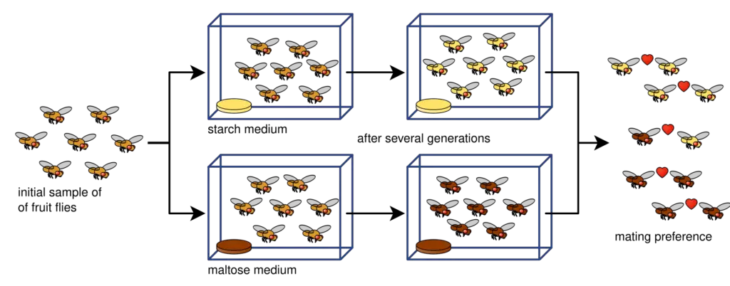 An experiment demonstrating allopatric speciation in the fruit fly (Drosophila pseudoobscura) conducted by Diane Dodd. 