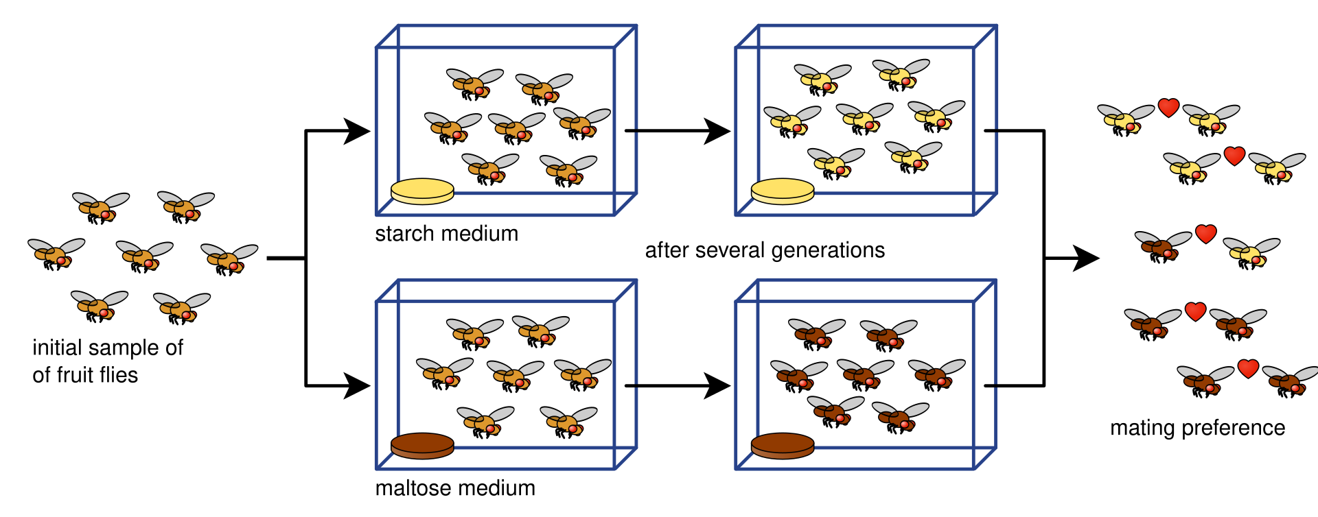 Speciation - Definition, Causes, Types, Process - Biology Notes Online