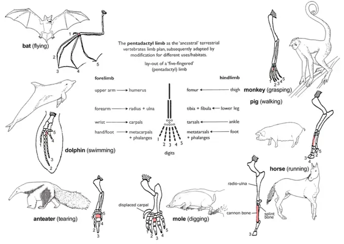 Common Ancestry