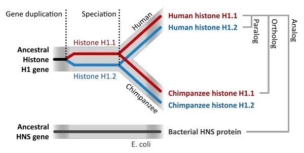 Evidence for Common Ancestry