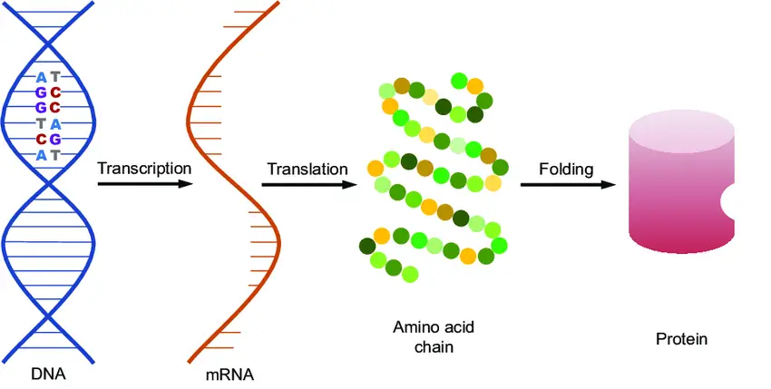 Evidence for Common Ancestry