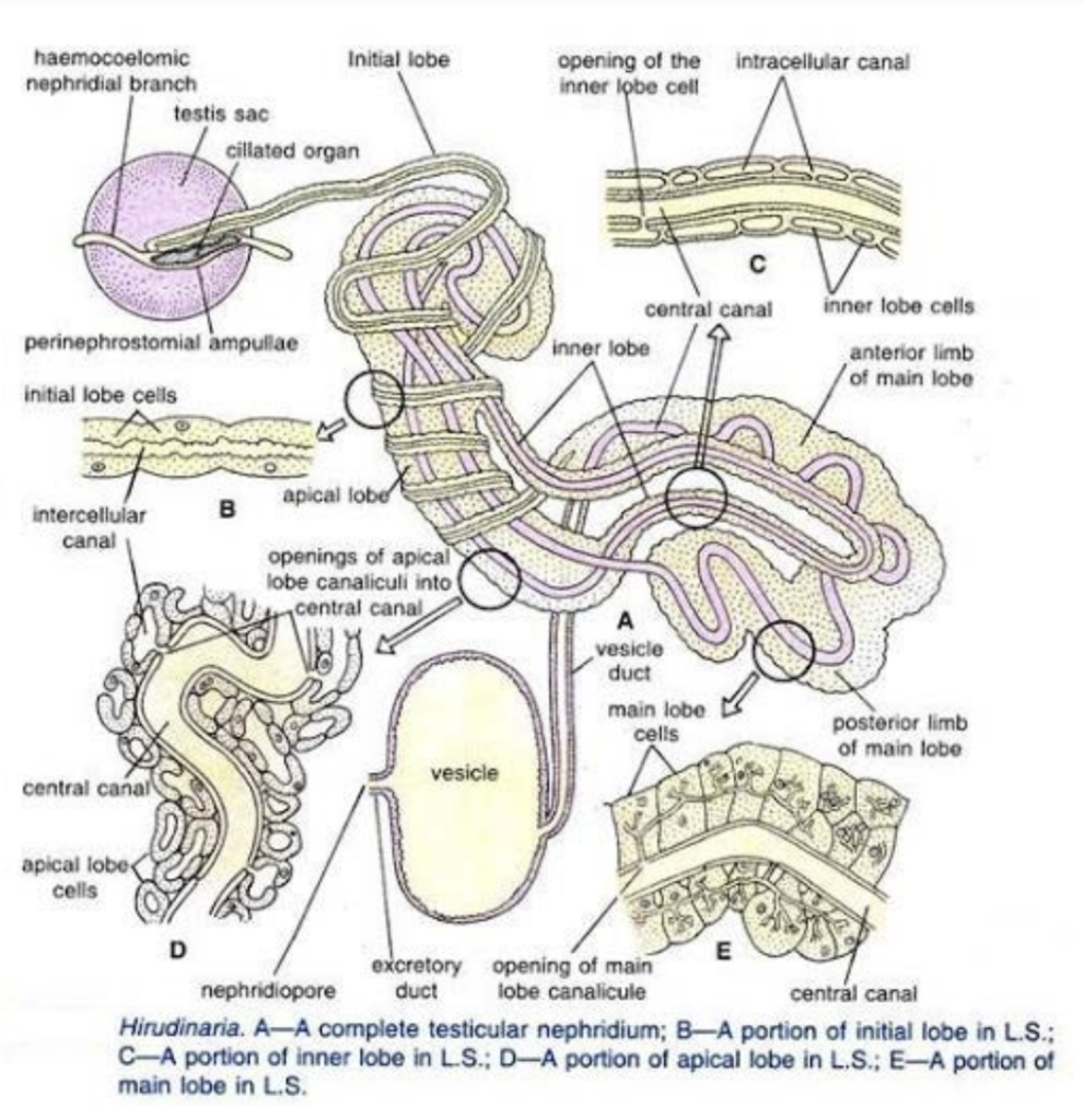 Structure of Testicular Nephridium