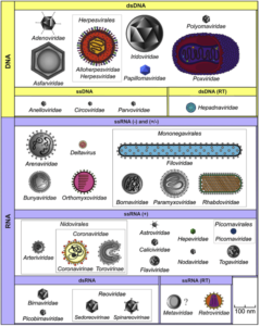Virology Examples Virus - Structure, Origin, Replication, Classification, and Example ...