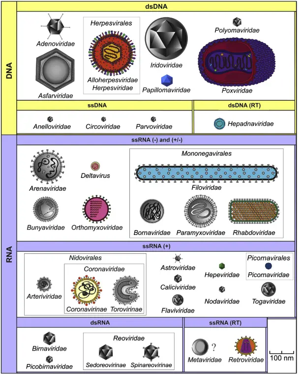 Taxa of viruses that infect vertebrates.