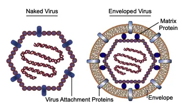 Comparison between a Naked and Enveloped Virion