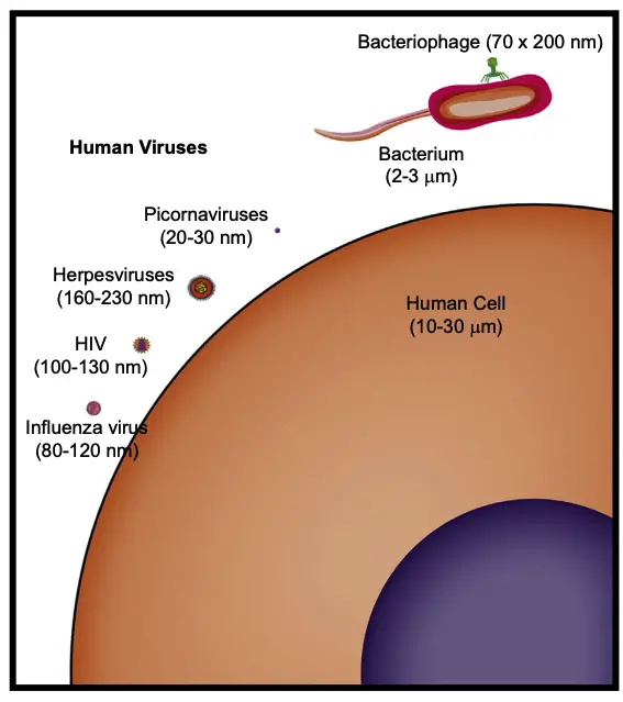 Virus and cell size comparison