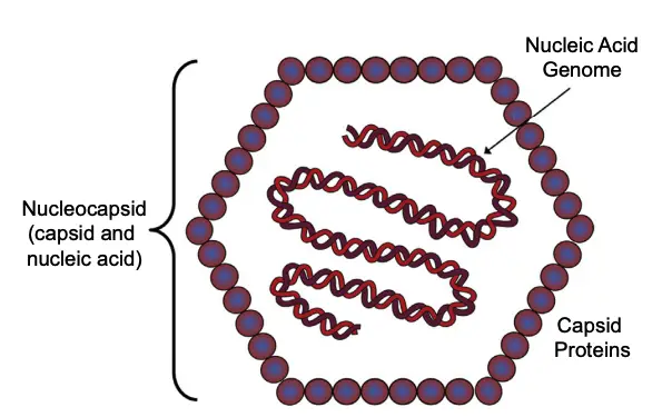 Basic virus architecture