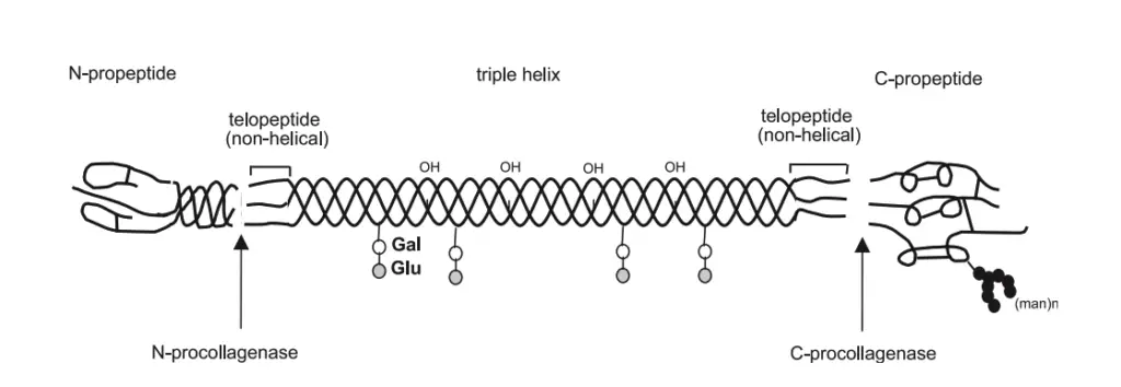 Molecular structure of fibrillar collagens with the various subdomains as well as the cleavage sites for N- and C-procollagenases (shown is the type I collagen molecule). Whereas they are arranged in tendon in a parallel manner they show a rather network-like supramolecular arrangement in articular cartilage.