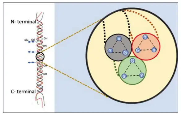 Triple helical structure of collagen.