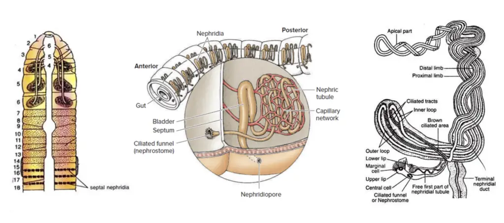 Different structural views of septal nephridia in Pheretima (Earthworm)