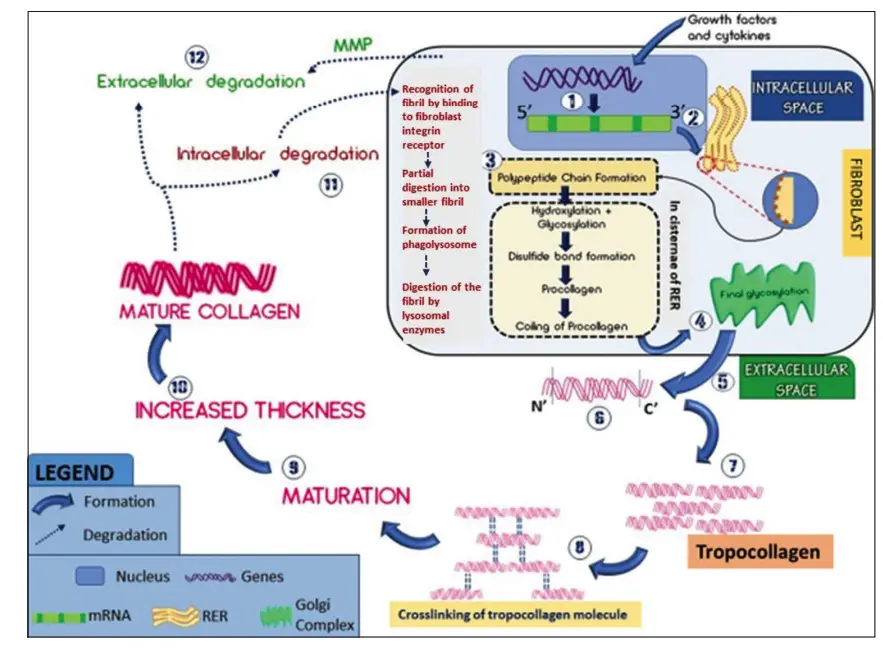 Synthesis and Degradation of Collagen. 