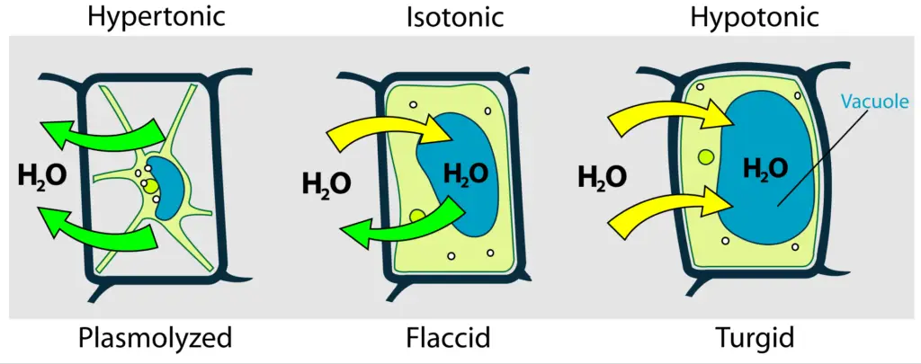 Plant cell in different environments.
