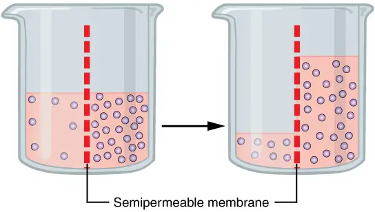 The process of osmosis over a semipermeable membrane. 