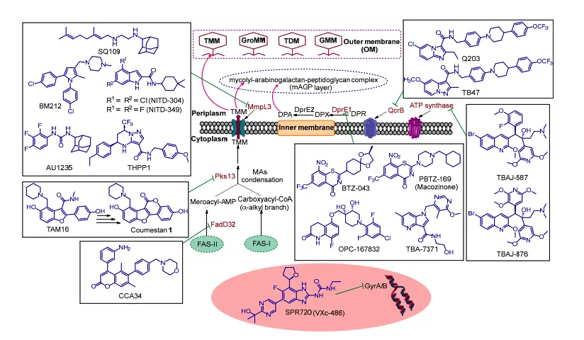 Schematic representation of the site of action of several current promising anti-TB drug candidates and hit/lead compounds.