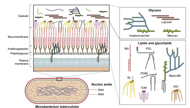Non-protein virulence factors of Mtb. Schematic of Mtb lipids, glycolipids, glycans, and nucleic acids that contribute to virulence. TDM: trehalose dimycolate, SL-1: sulfolipid-1, PGL: phenolic glycolipid, MA: mycolic acid, PAT: pentaacyl trehalose, PDIM: phthiocerol dimycocerosates, ManLAM: mannosylated lipoarabinomannan.
