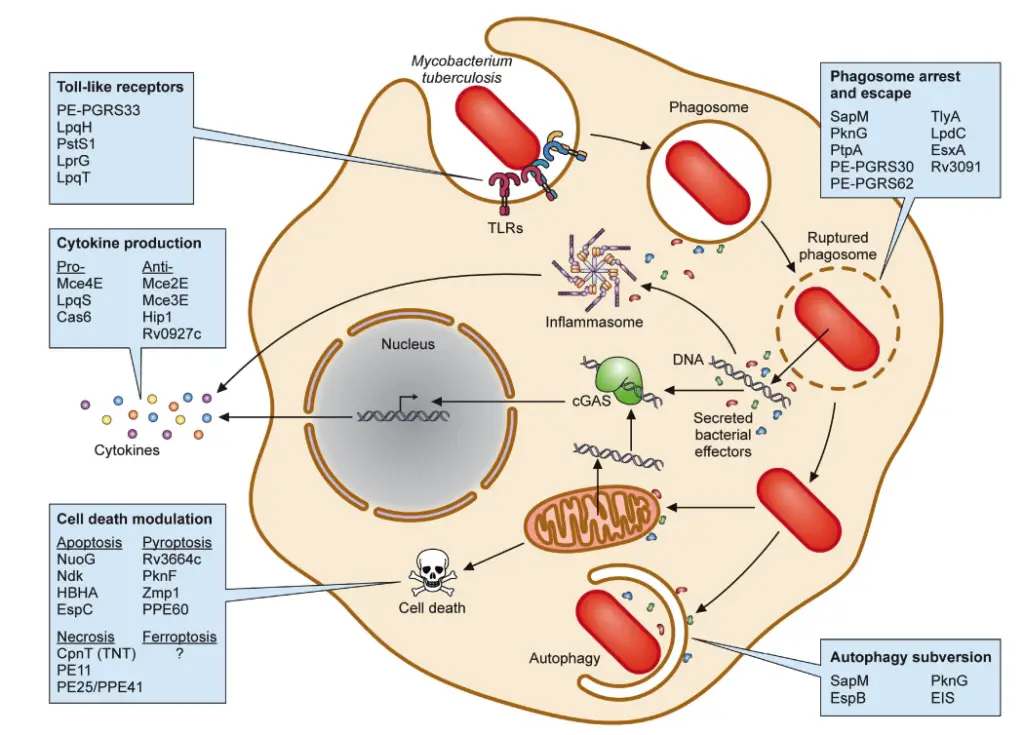 Protein virulence factors of Mtb. Schematic representation of Mtb interactions within infected macrophages highlighting (i) toll-like receptors, (ii) phagosome arrest and escape, (iii) autophagy subversion, (iv) cell death modulation, and (v) cytokine production. Each box contains representative Mtb virulence factors that engage host cell biologic processes detailed in the text.