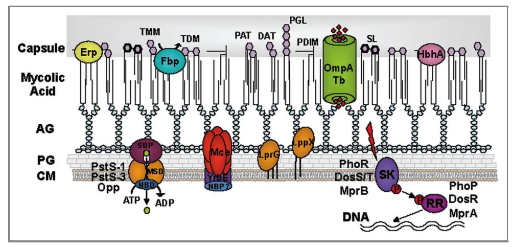 Schematic representation of cell envelope proteins embedded in the cell wall of the of M. tuberculosis complex