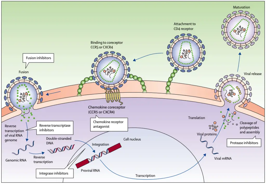 HIV life cycle showing the sites of action of diff erent classes of antiretroviral drugs