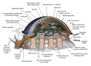Respiration in Mollusca