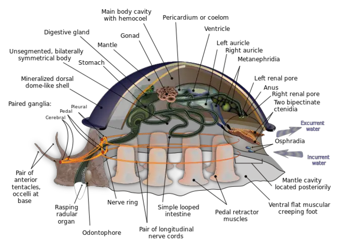 A “generalized mollusk”: An anatomical diagram of a hypothetical ancestral mollusk, showing features common to many mollusk types.