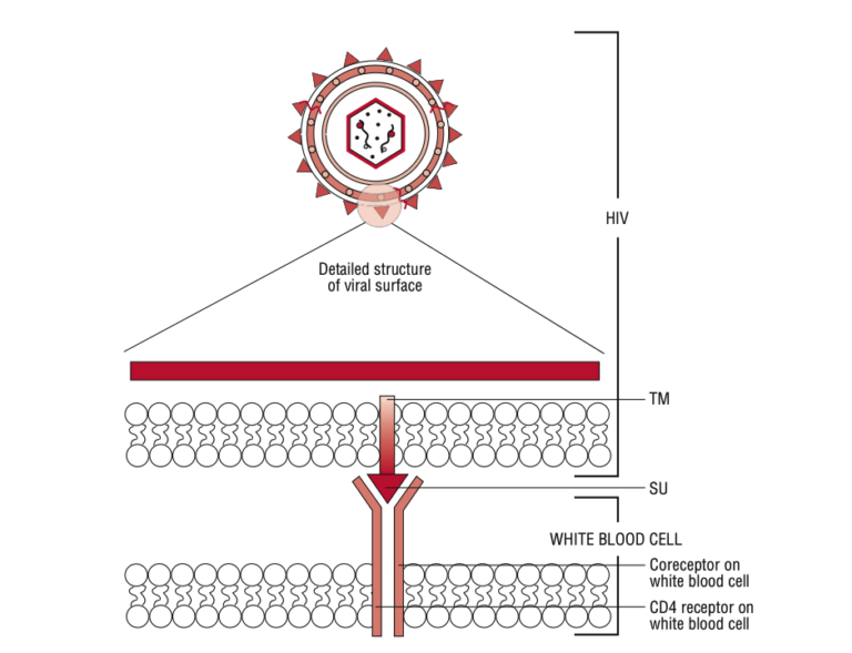 Human Immunodeficiency Virus (HIV) - Overview