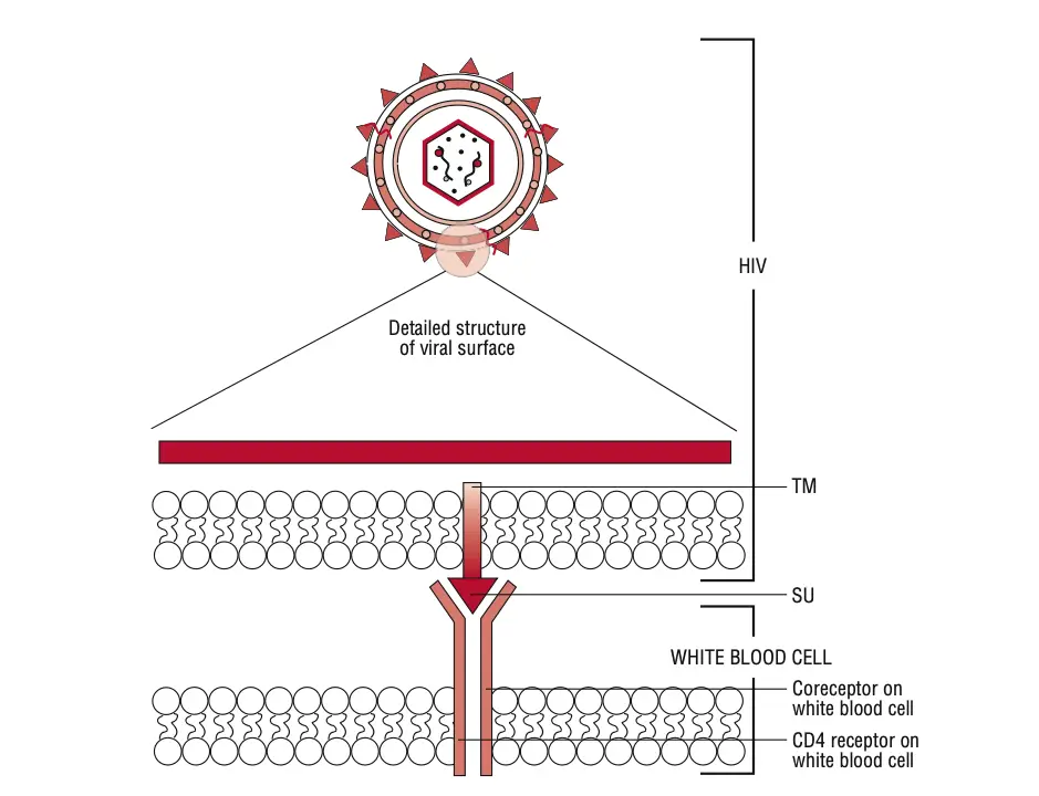 Pathogenesis of HIV