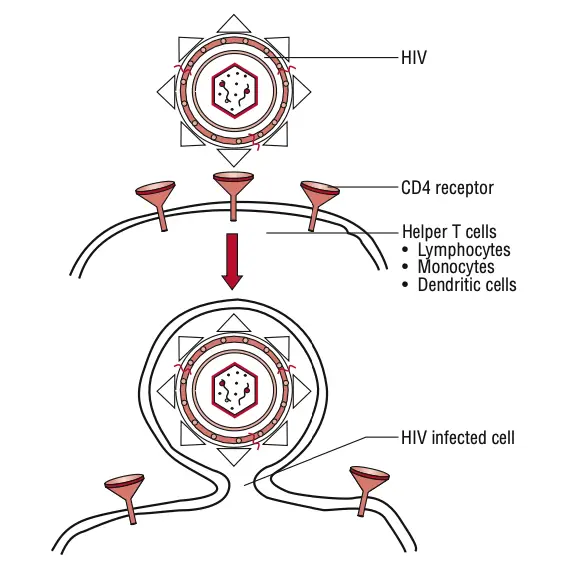 Invasion by HIV.