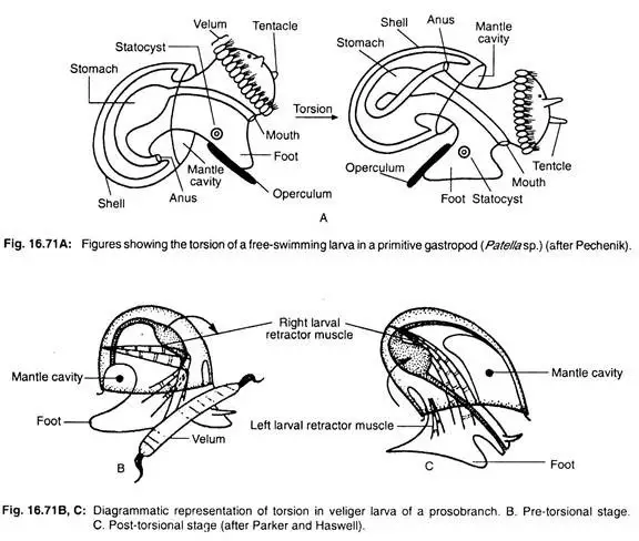 Torsion and Detorsion in Gastropoda