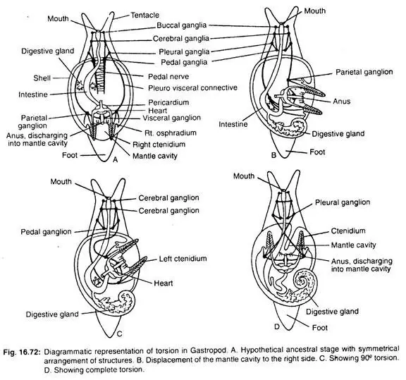 Torsion and Detorsion in Gastropoda