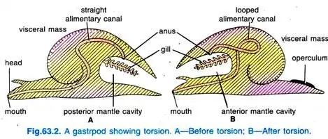 Torsion and Detorsion in Gastropoda - Biology Notes Online