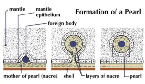 Pearl formation in bivalves