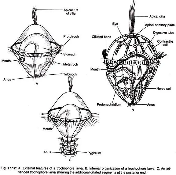 Structures of the Trochophore Larva (Loven’s Larva of Polygordius)