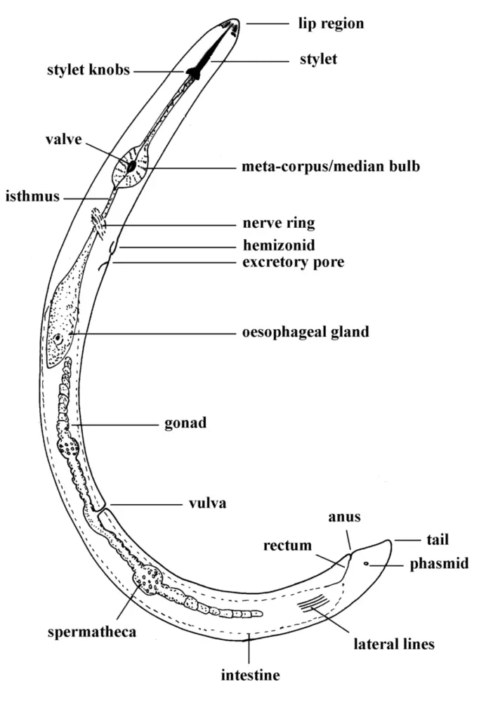 morphological features of a plant-parasitic nematode.