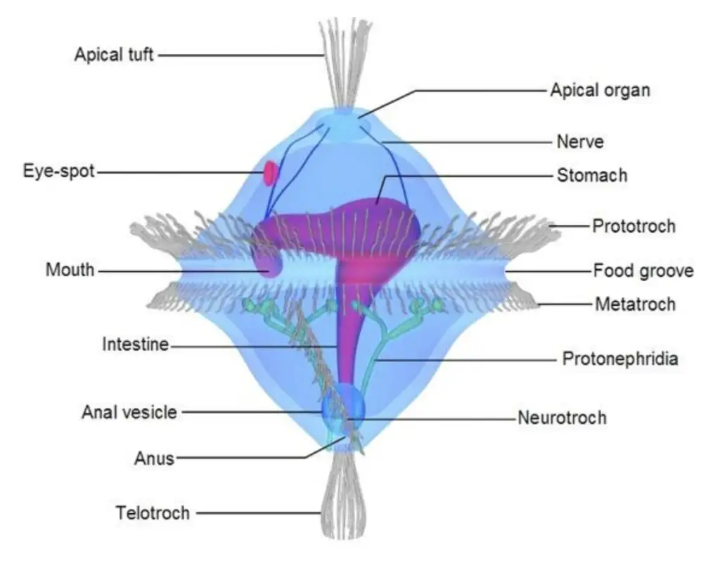 Trochophore Larva