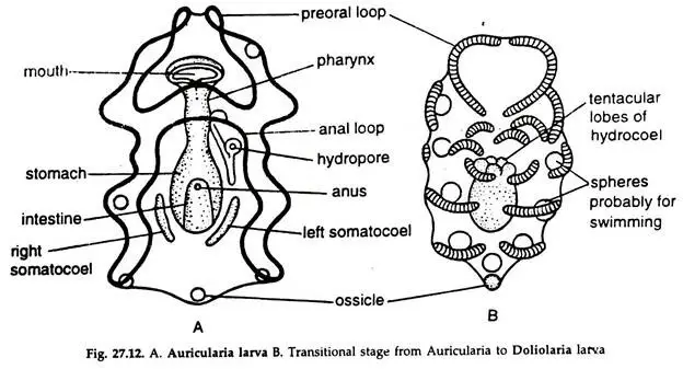 Auricularia Larva