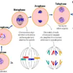 Cell Division