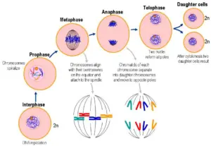 Cell Division – Definition, Types, Mitosis, Meiosis, Cell cycle