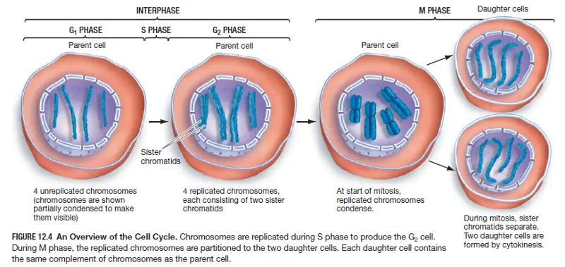 Cell Cycle