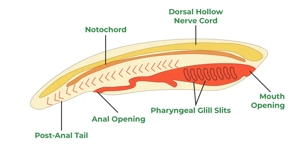 Anatomy of Chordates