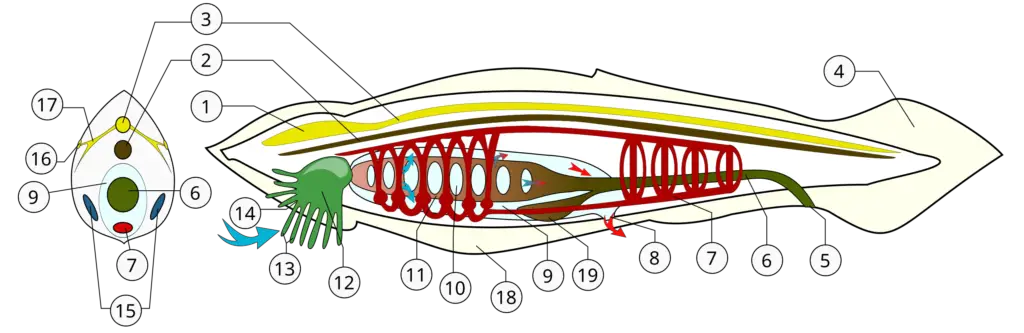 Anatomy of Chordates