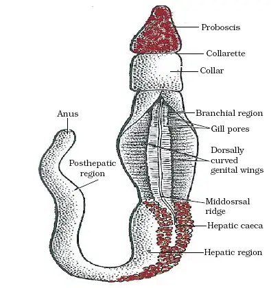 Protochordate examples

