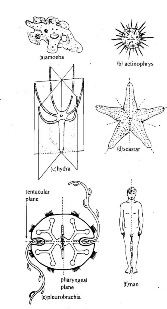 Different types of body symmetries