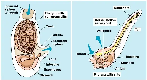 Subphylum Urochordata