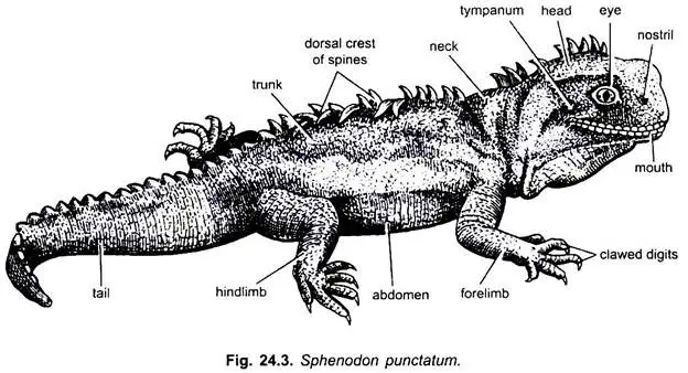 Sphenodon