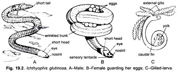 Representative Types of Amphibia